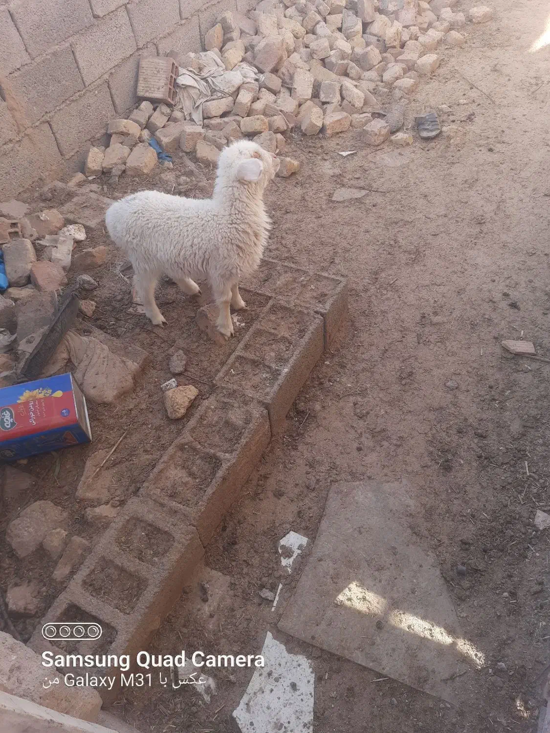 بره ماده|حیوانات مزرعه|زیرکوه, |دیوار