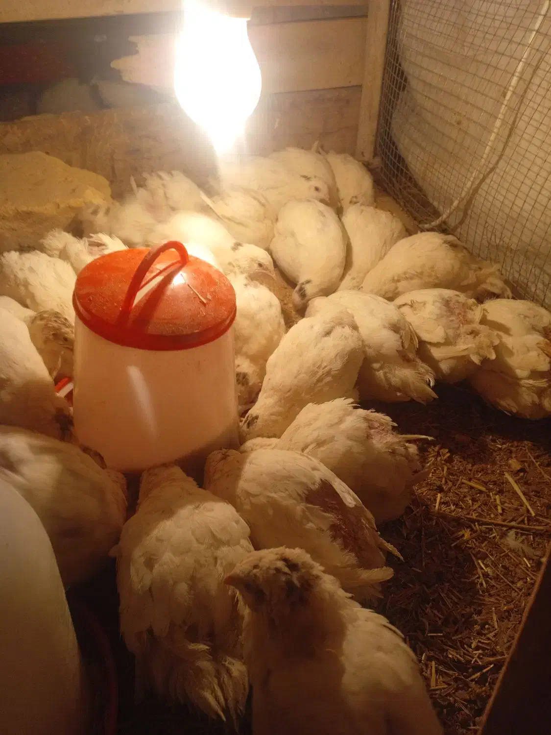 بلدرچین تخم گذار|حیوانات مزرعه|رودشت (اصفهان), |دیوار