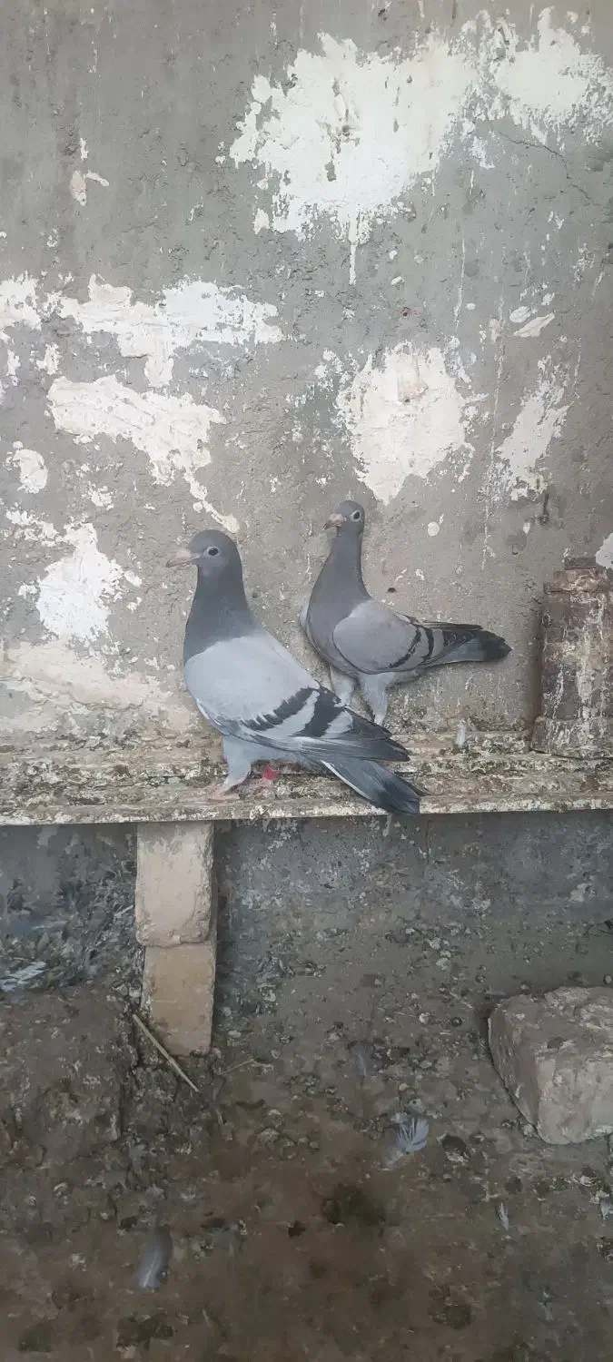 دوجفتجوجهمسافتیباجفتنروماده|پرنده|هامون, |دیوار