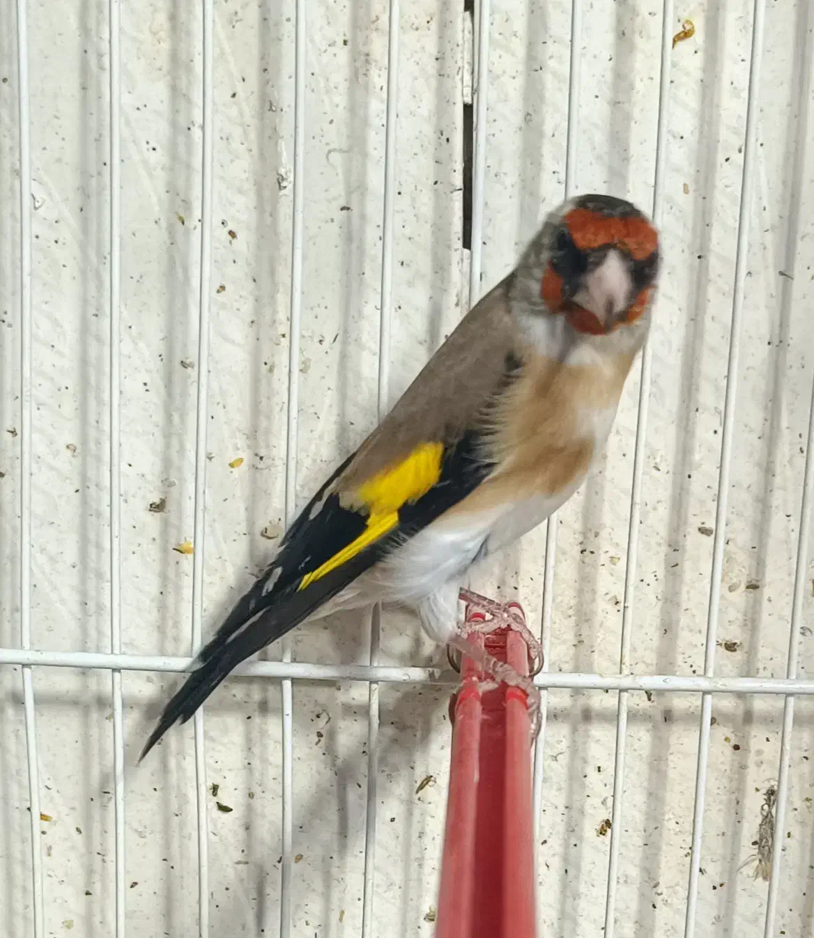 سهره سر سیاه و کرمونی|پرنده|شیراز, گل سرخ|دیوار