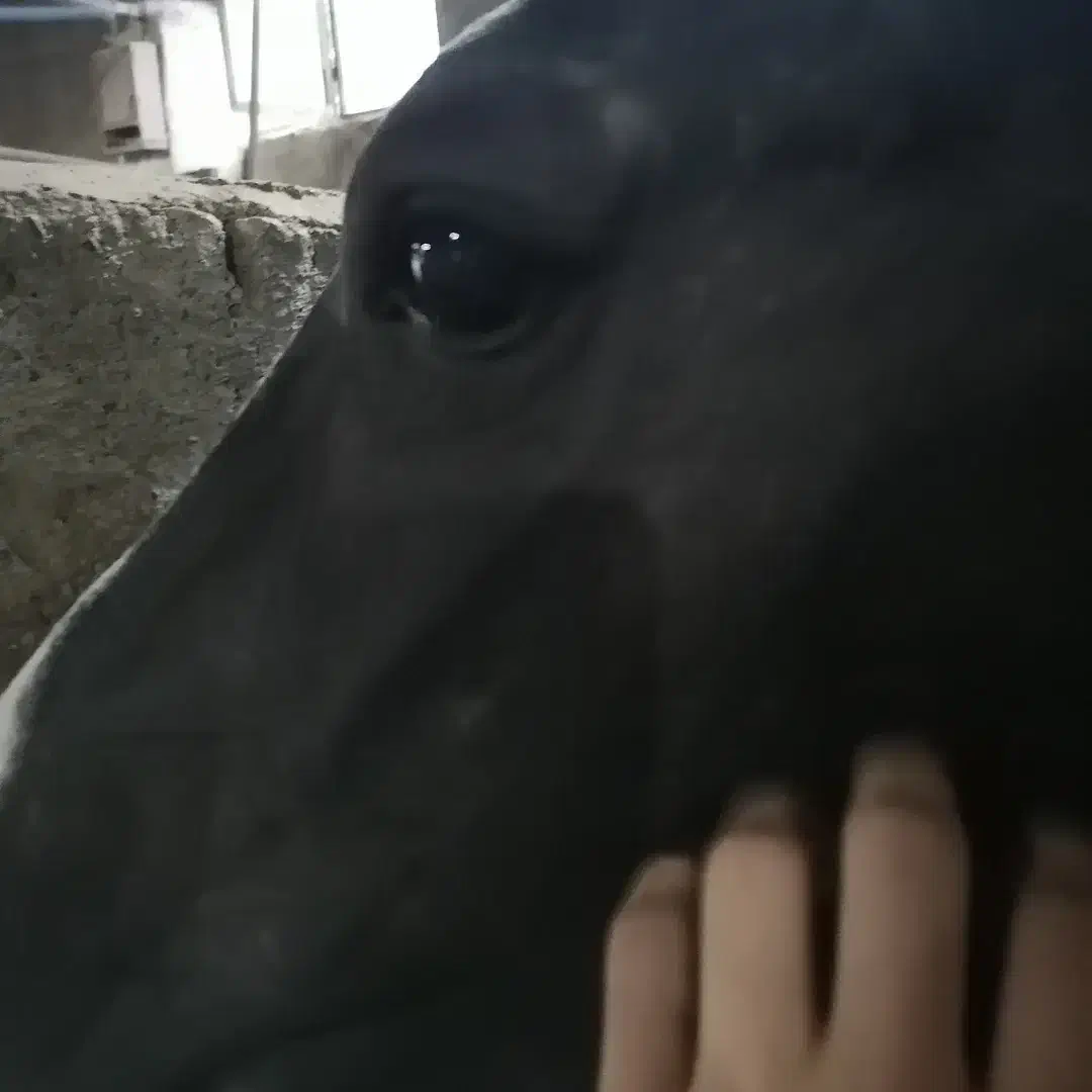 اسب|اسب و تجهیزات اسب‌سواری|اصفهان, نصرآباد|دیوار