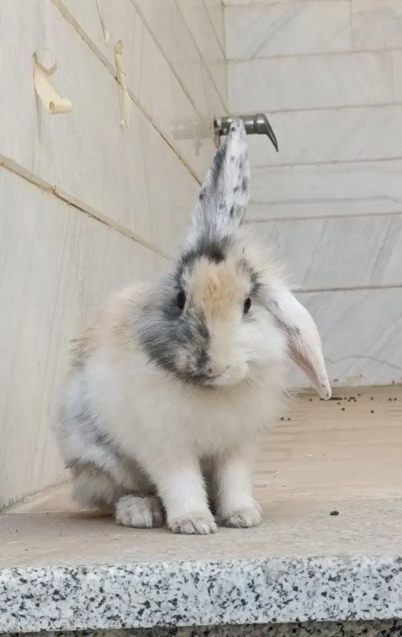 خرگوش نژاد لوپ|موش و خرگوش|قم, باجک سه|دیوار