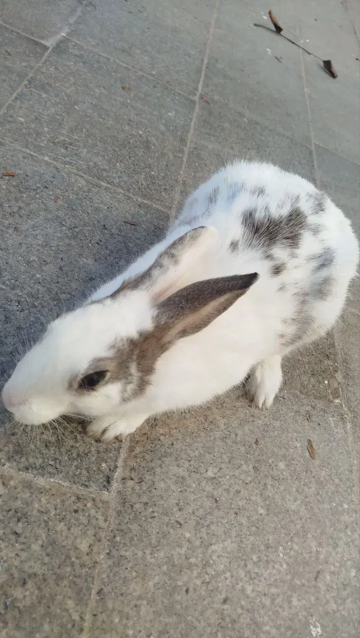 خرگوش ماده|موش و خرگوش|قوچان, |دیوار