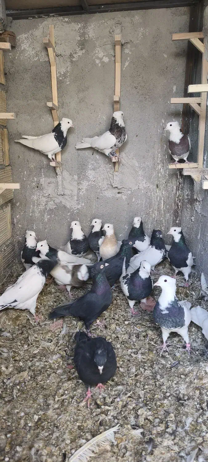 کبوتر|پرنده|فولادشهر, فولادشهر|دیوار