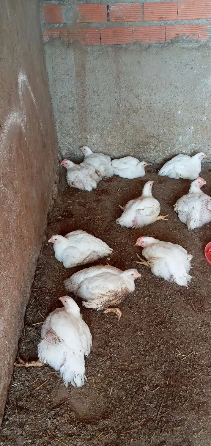 مرغ گوشتی|حیوانات مزرعه|گمیشان, |دیوار
