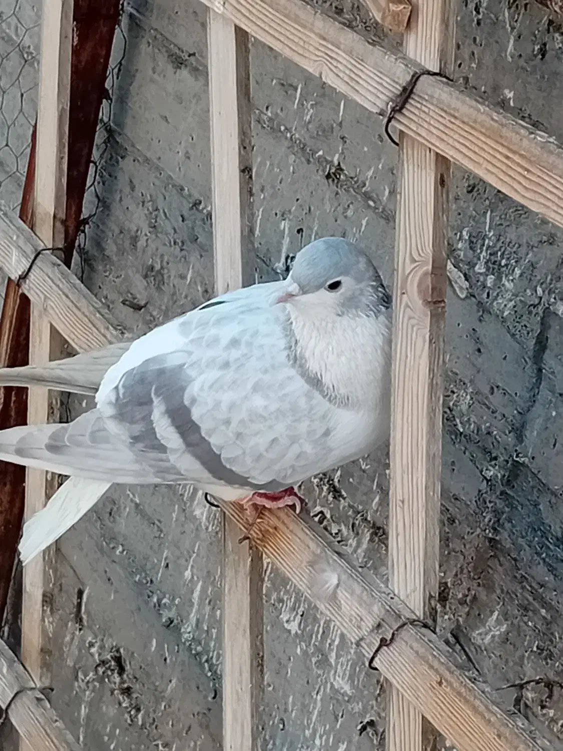 کفتر رنگی|پرنده|مشهد, شهرک ابوذر|دیوار