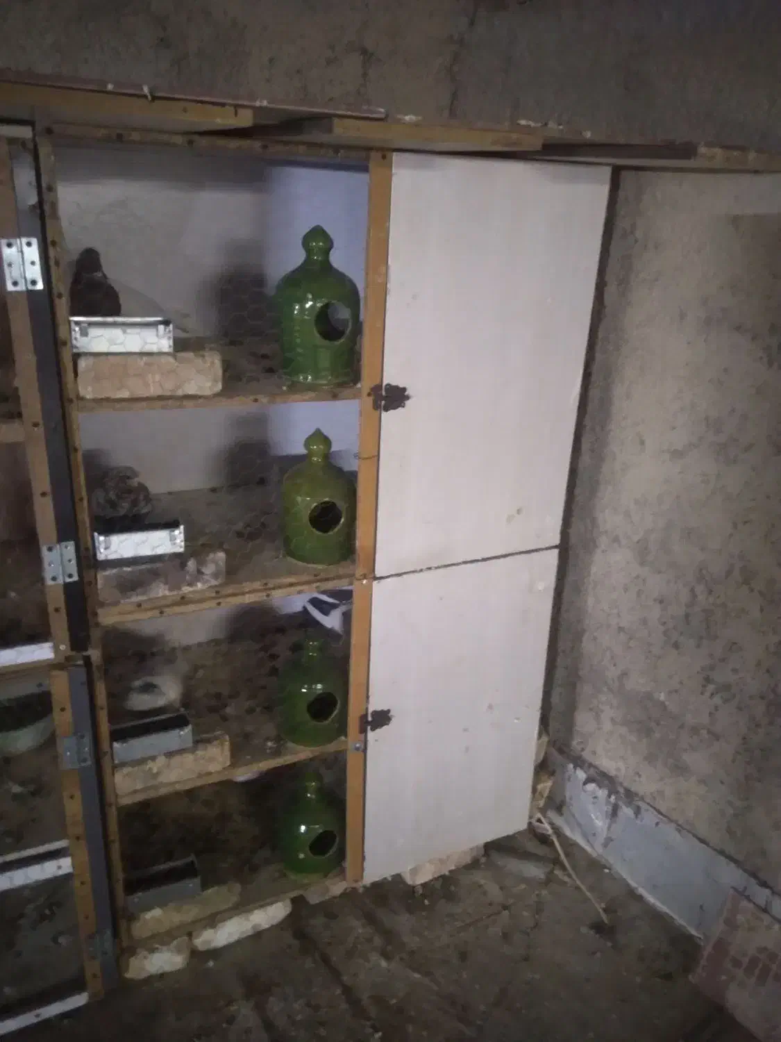 کفتر جفت کنی کفتر|لوازم جانبی حیوانات|رباطکریم, شترخوار|دیوار