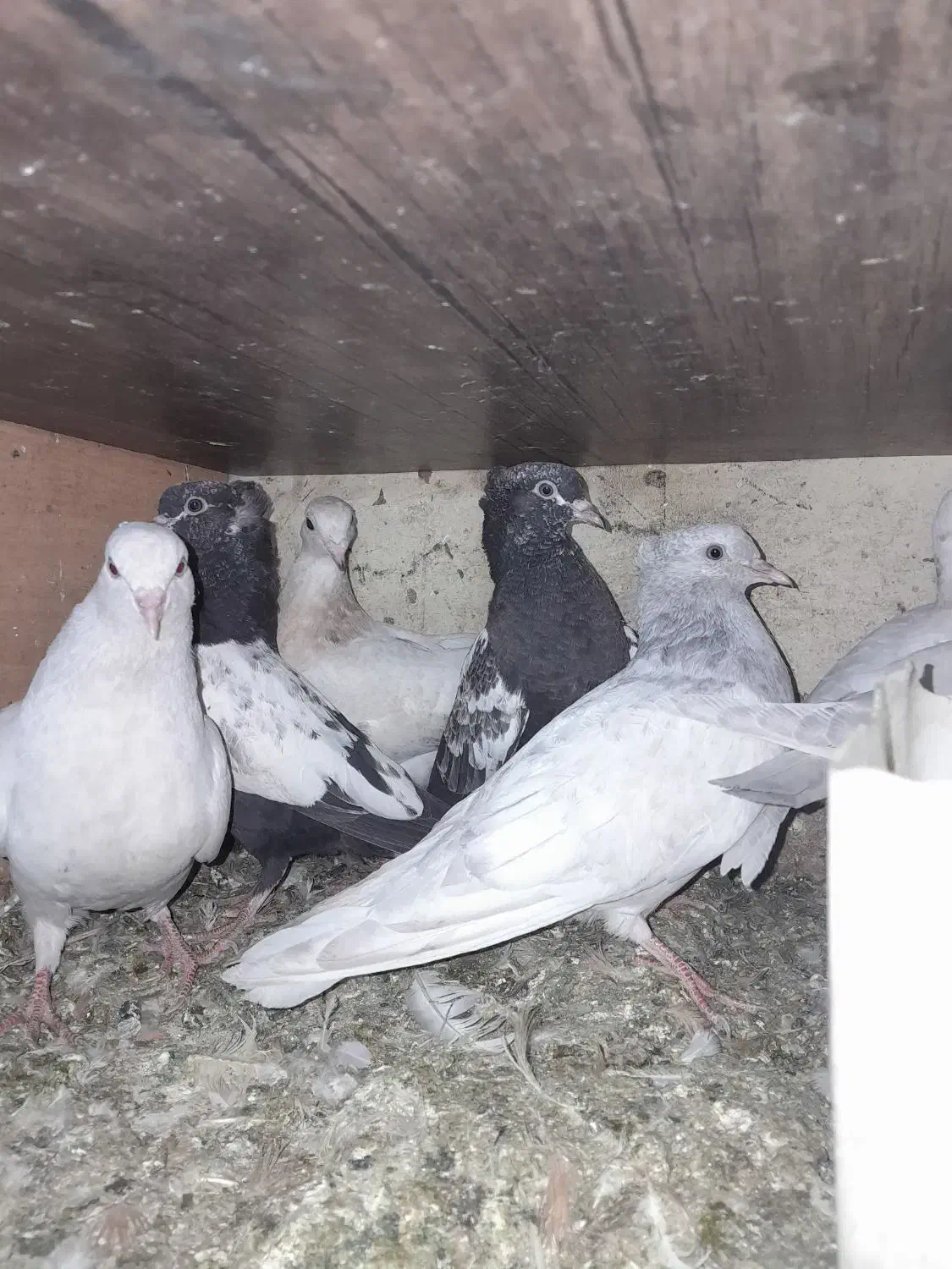 جوجه کله الماسی .سینه .سار|پرنده|مشهد, کوی المهدی|دیوار