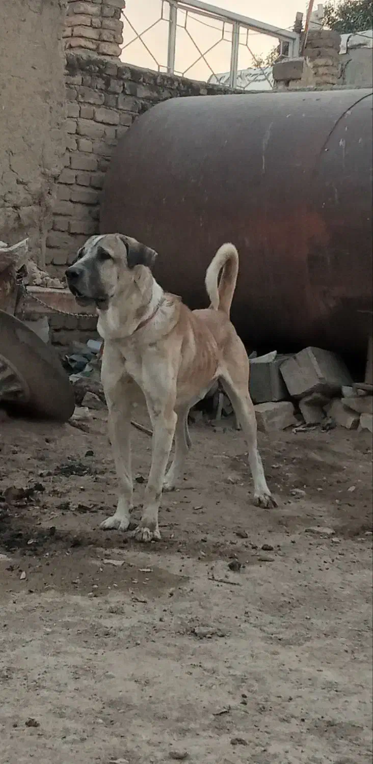 واگذاری سگ سرابی|سگ|کرمانشاه, |دیوار