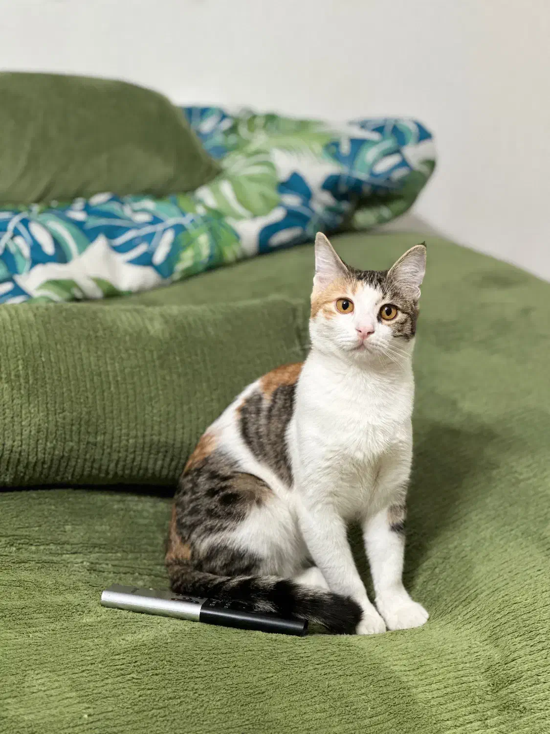 گربه چهار ماهه واکسن خورده|گربه|شاهرود, |دیوار