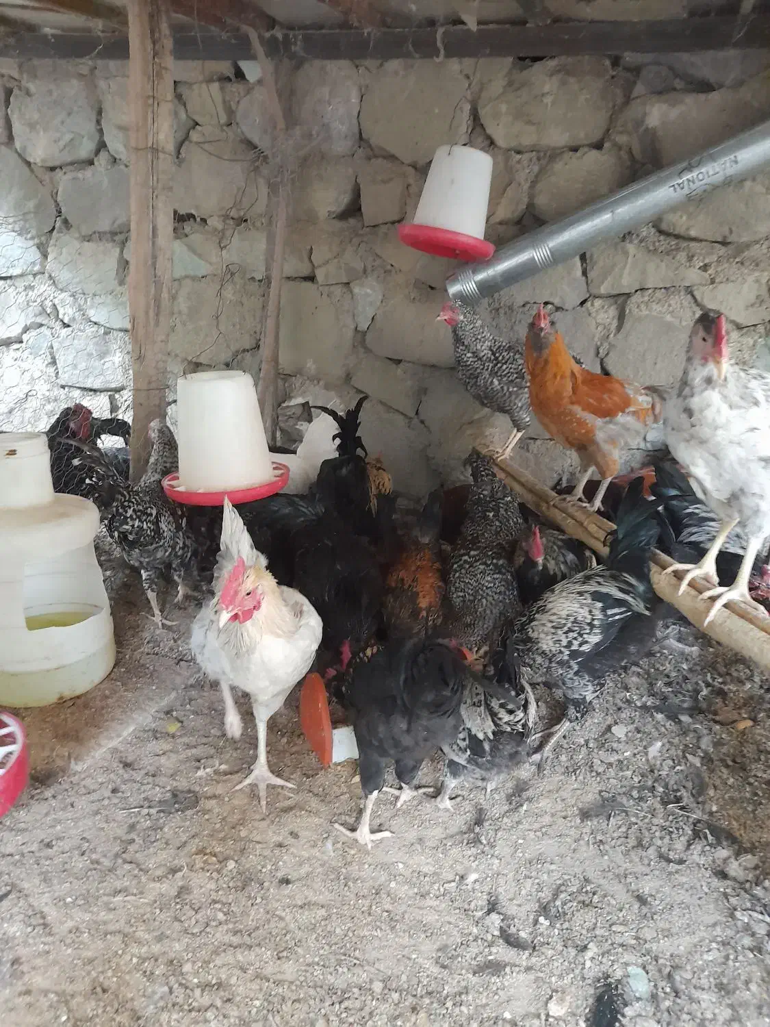 خروس محلی و گلین|حیوانات مزرعه|کن, |دیوار