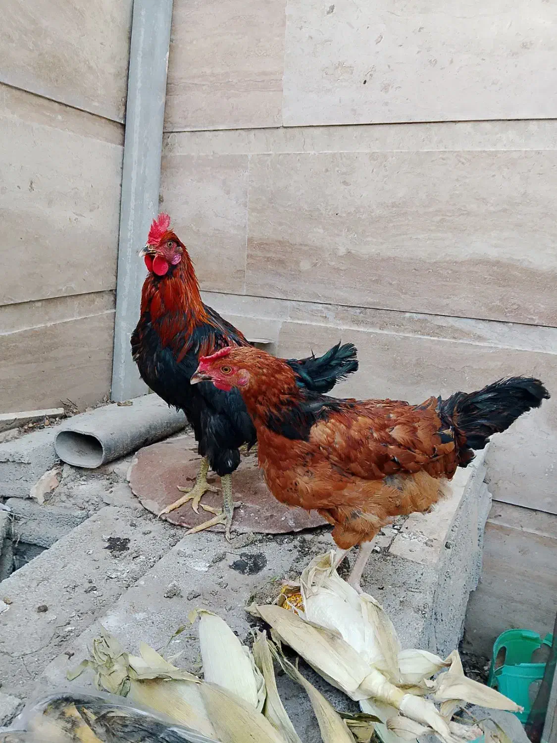 مرغ و خروس محلی|حیوانات مزرعه|اسکو, |دیوار