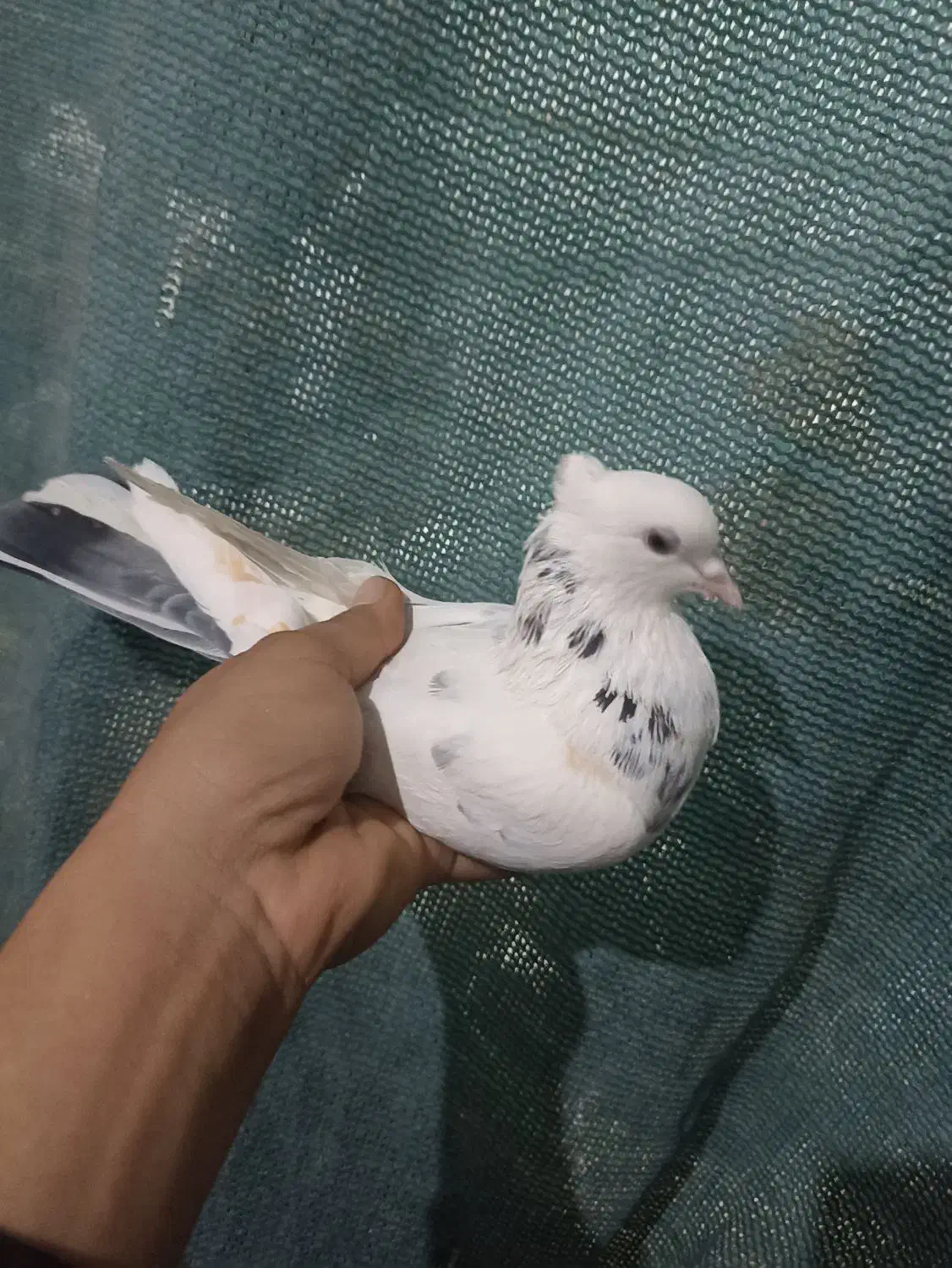 کفتر یا کبوتر گرفتی غریب گیری کفتر تیرماه کفتر خوب|پرنده|تهران, خلازیر|دیوار