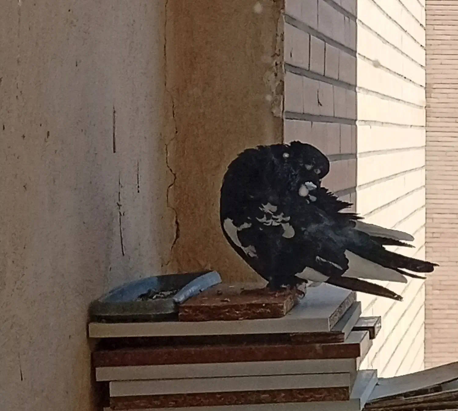 گمشده کفتر نر|حیوانات|فولادشهر, مسکن مهر فولادشهر|دیوار