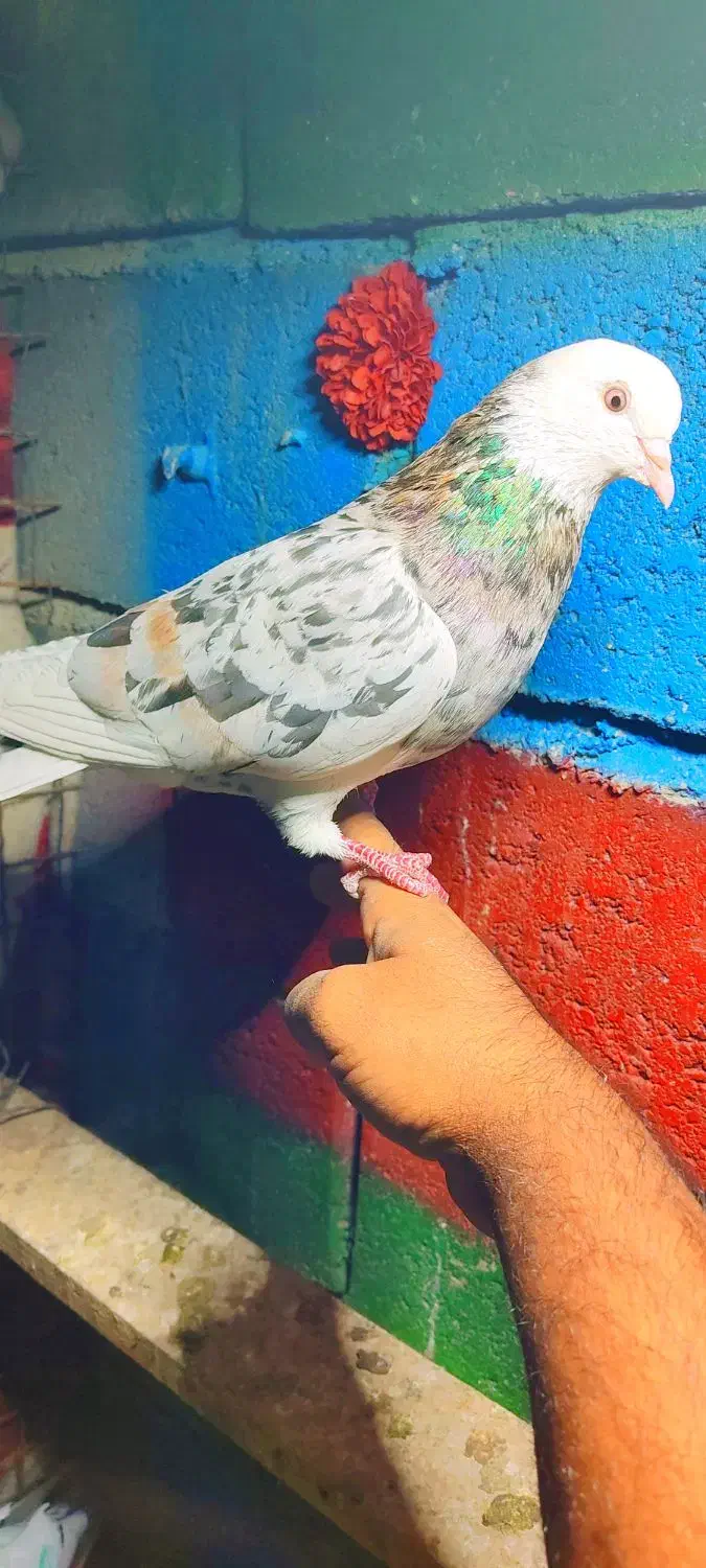 کفتر پرشی تهرانی|پرنده|رودان, |دیوار