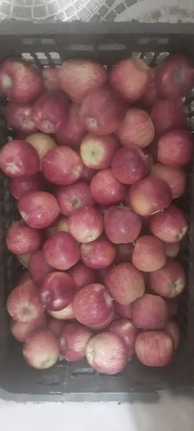 سیب قرمز درجه ۱|خوردنی و آشامیدنی|بروجن, |دیوار