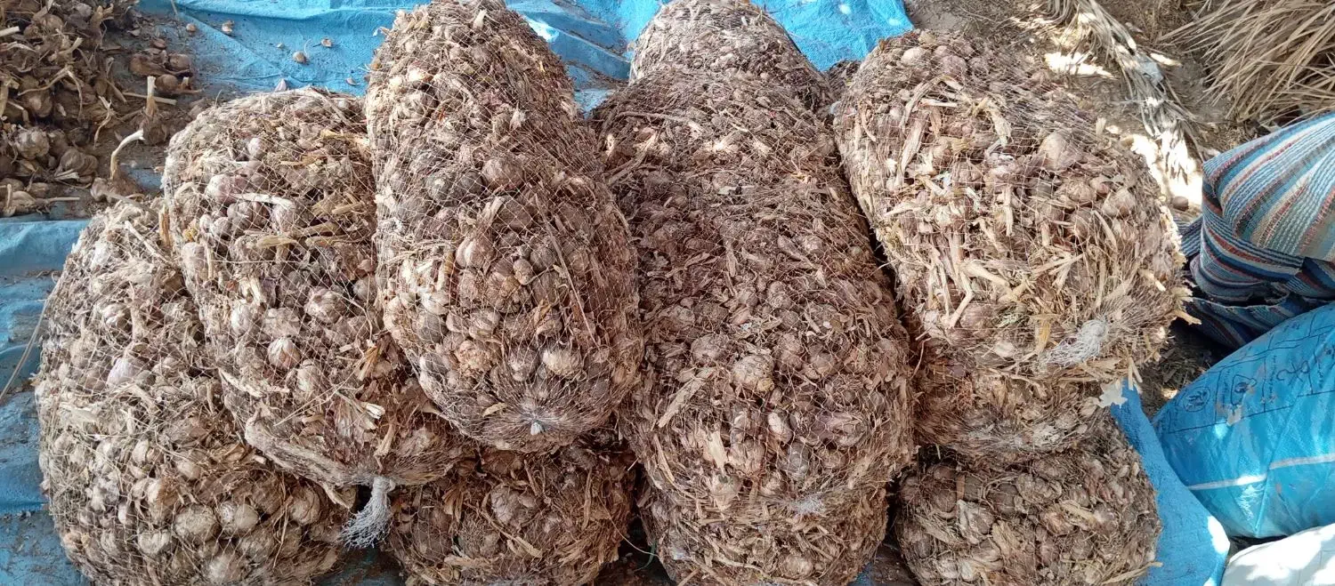 سیر بزری|خوردنی و آشامیدنی|جیرفت, |دیوار
