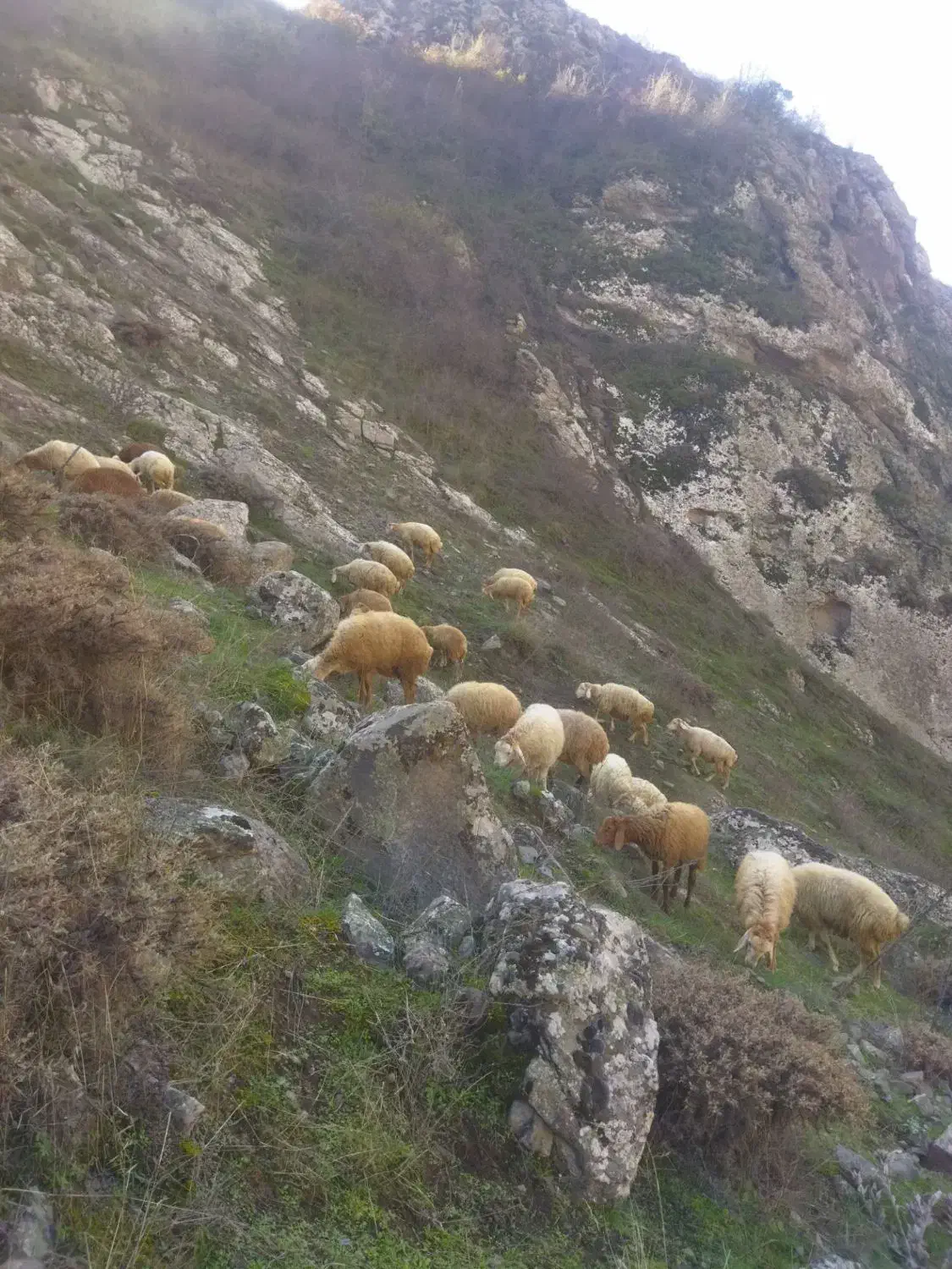 بره نر|حیوانات مزرعه|کلیبر, |دیوار