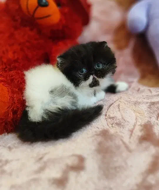 بچه گربه پرشین باکیفیت|گربه|تهران, چیتگر جنوبی|دیوار