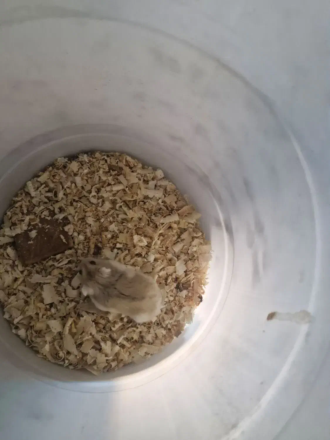 همستر|موش و خرگوش|بندرعباس, |دیوار