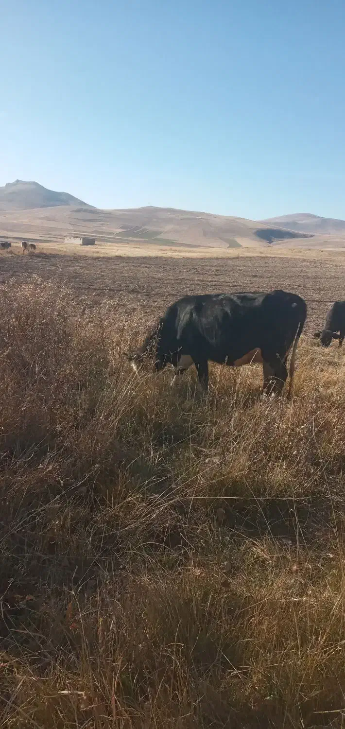 گاو سیمینتال شکم اول یه هفته مونده به زایمان|حیوانات مزرعه|اهر, |دیوار