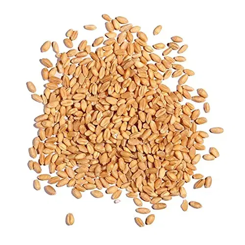 گندم|خدمات باغبانی و درختکاری|گنبد کاووس, |دیوار