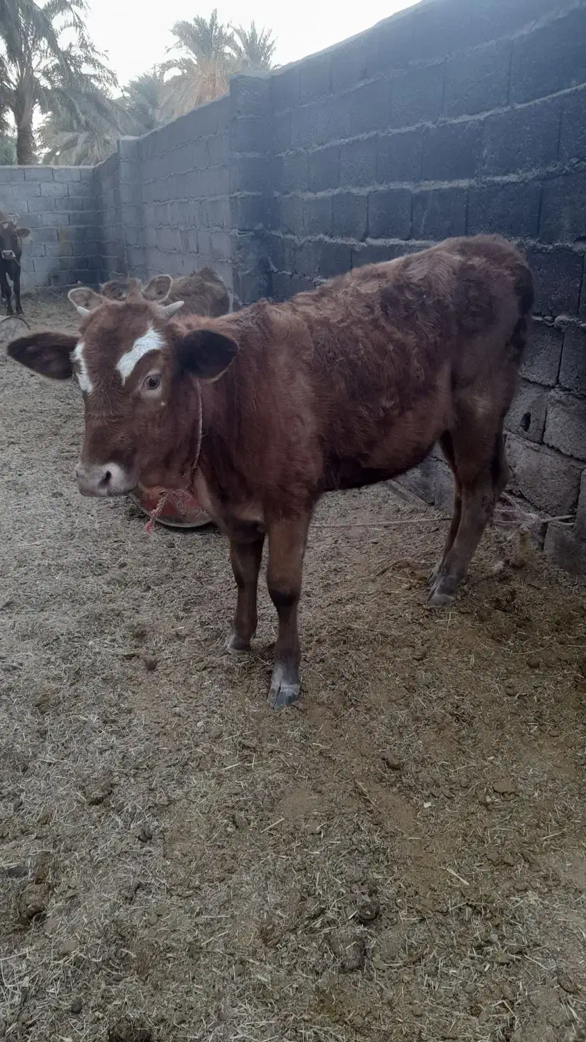 ۳ عدد گوساله|حیوانات مزرعه|بم, |دیوار