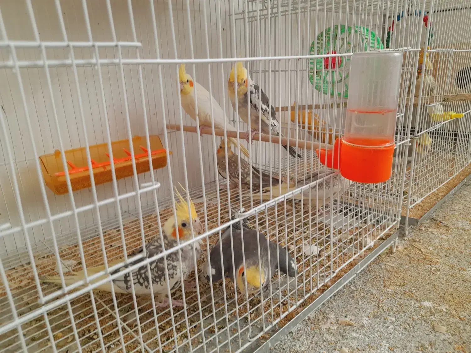 پرنده زیبا|پرنده|چناران, |دیوار