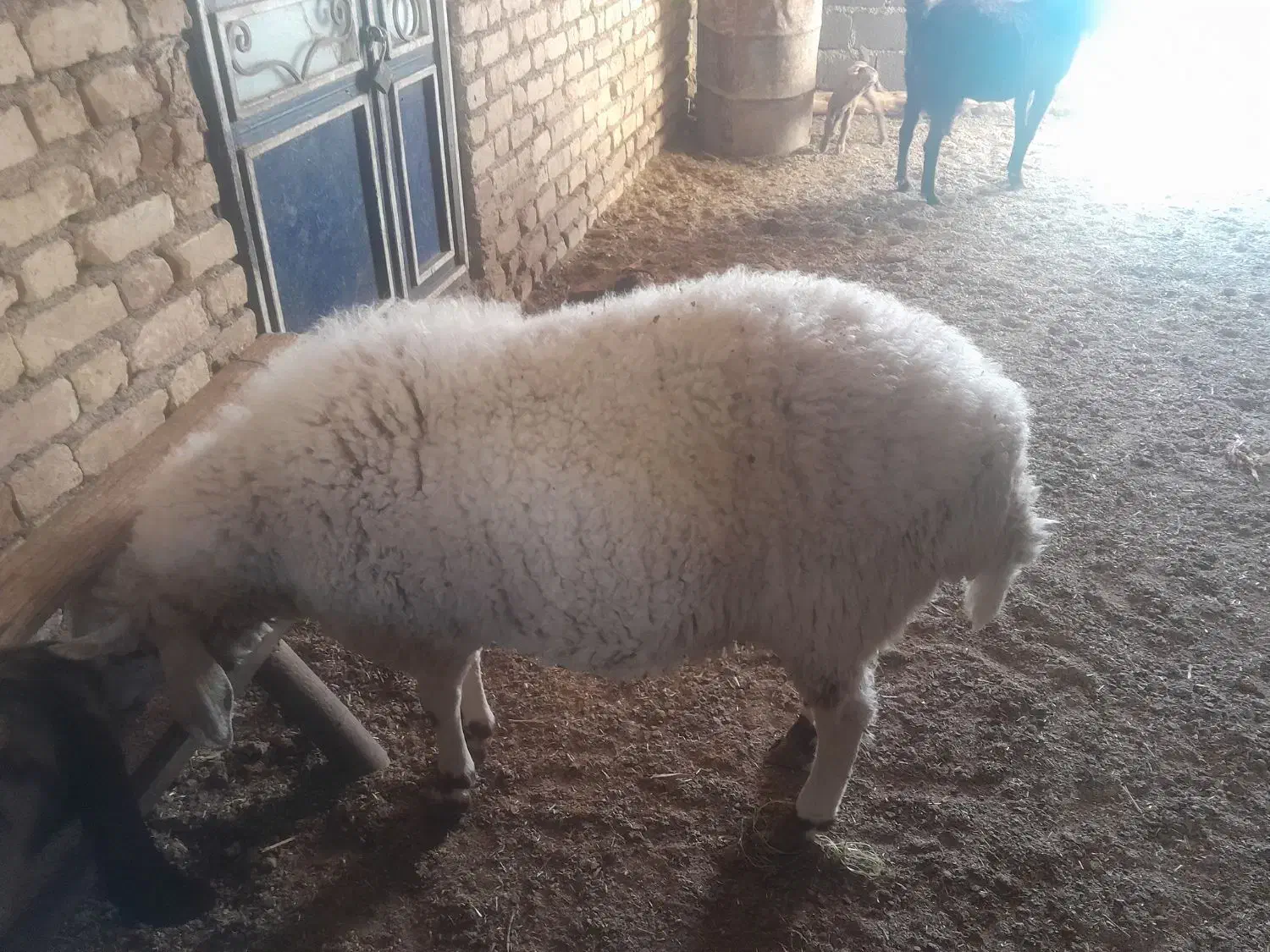 ۶تا بره ۴تا نر دوتا ماده|حیوانات مزرعه|ششده و قره بلاغ, |دیوار