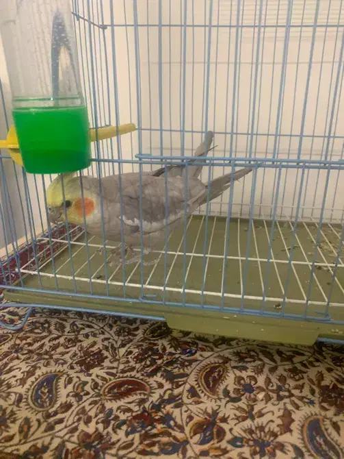 فروش عروس هلندی|پرنده|تهران, صادقیه|دیوار