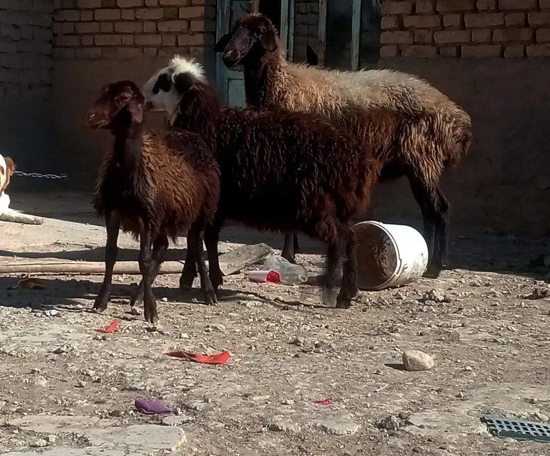 میش دوقلو زا ، میش بره دار ،میش ابستن بز|حیوانات مزرعه|مشهد, امیریه|دیوار