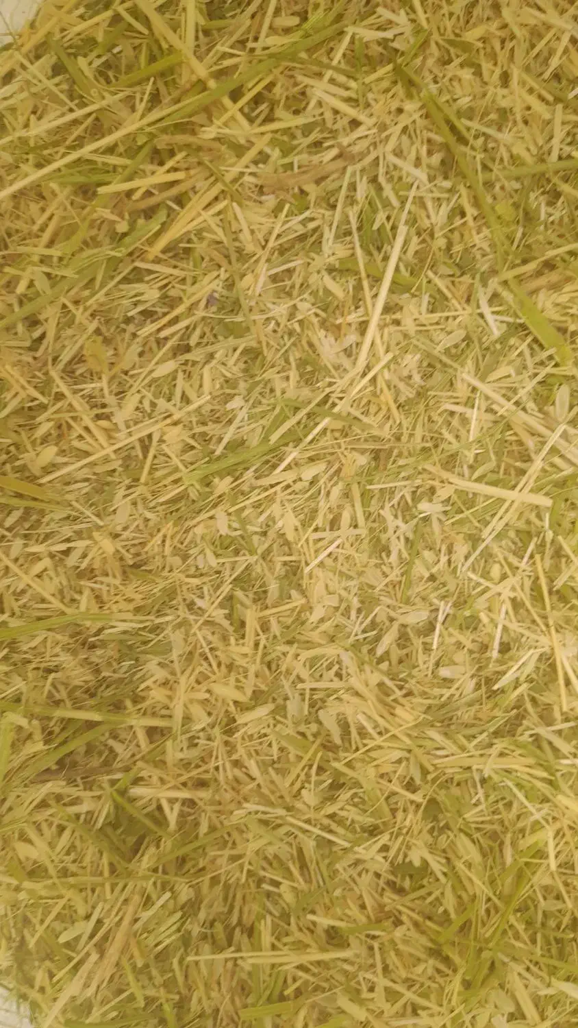 علوفه|حیوانات مزرعه|سنقر, |دیوار