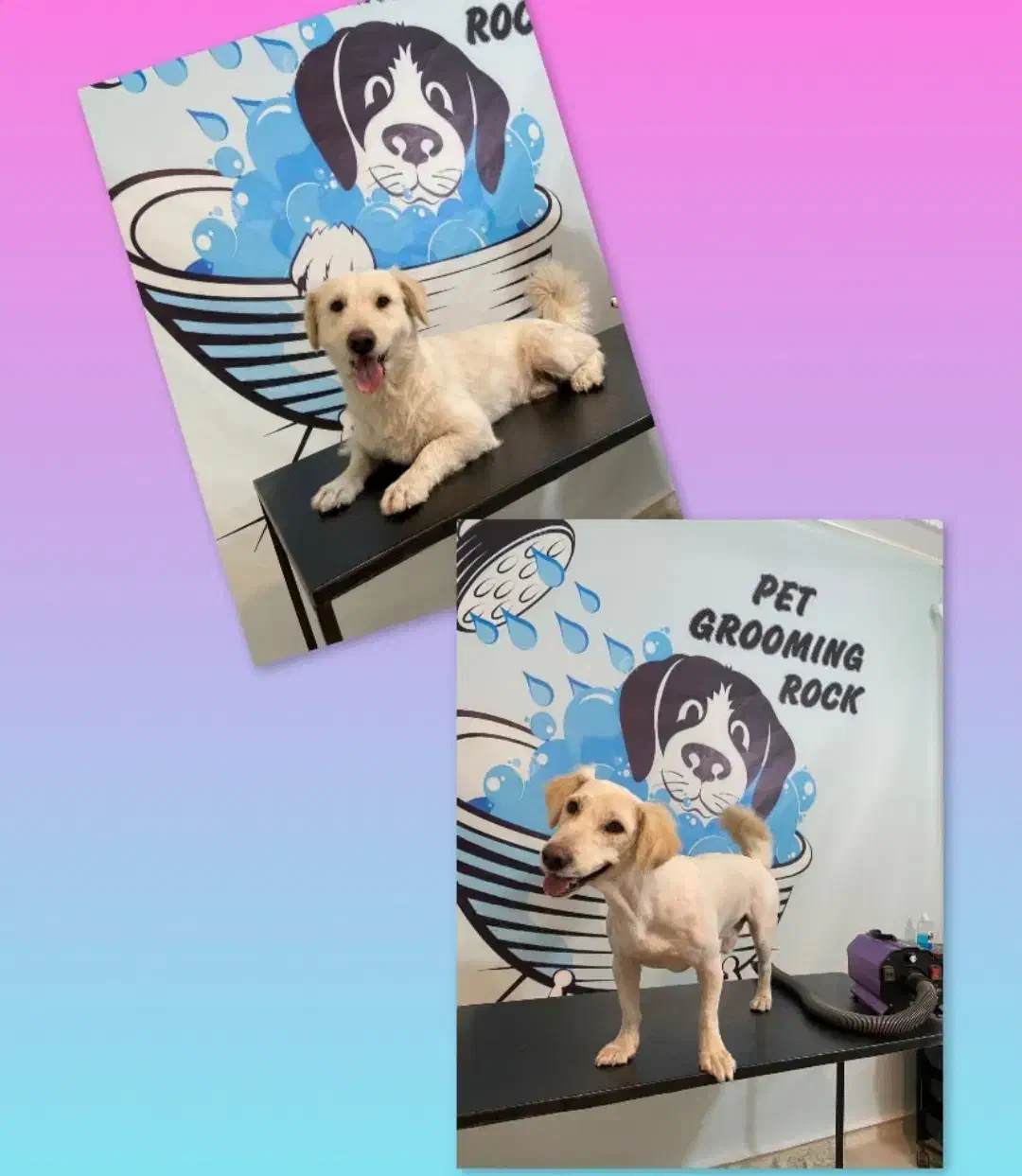 کوتاهی و شستشو انواع حیوانات خانگی|خدمات آرایشگری و زیبایی|فردیس, نسترن شرقی|دیوار