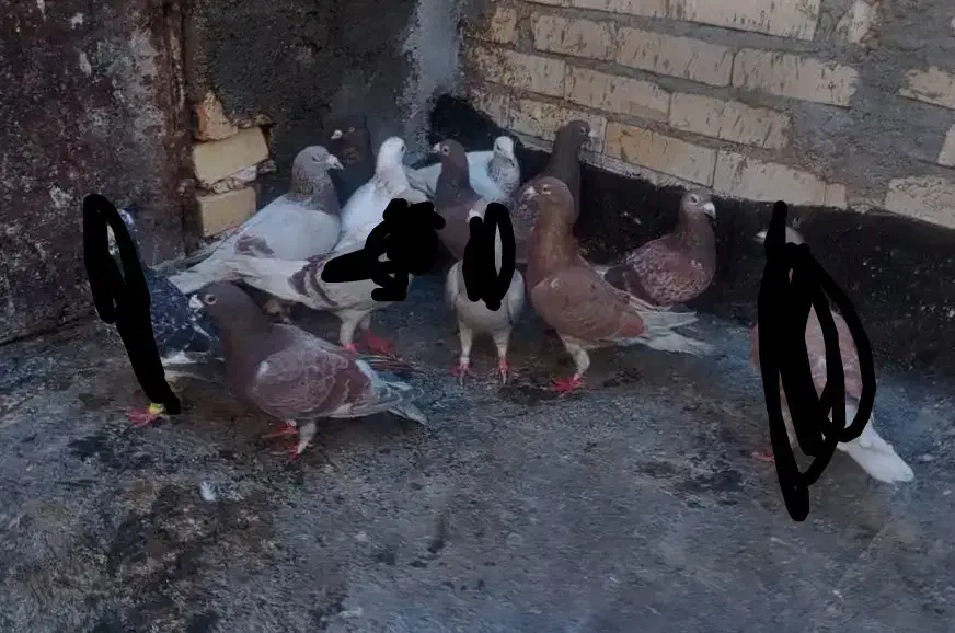 کبوتر|پرنده|مشهد, کشاورز|دیوار