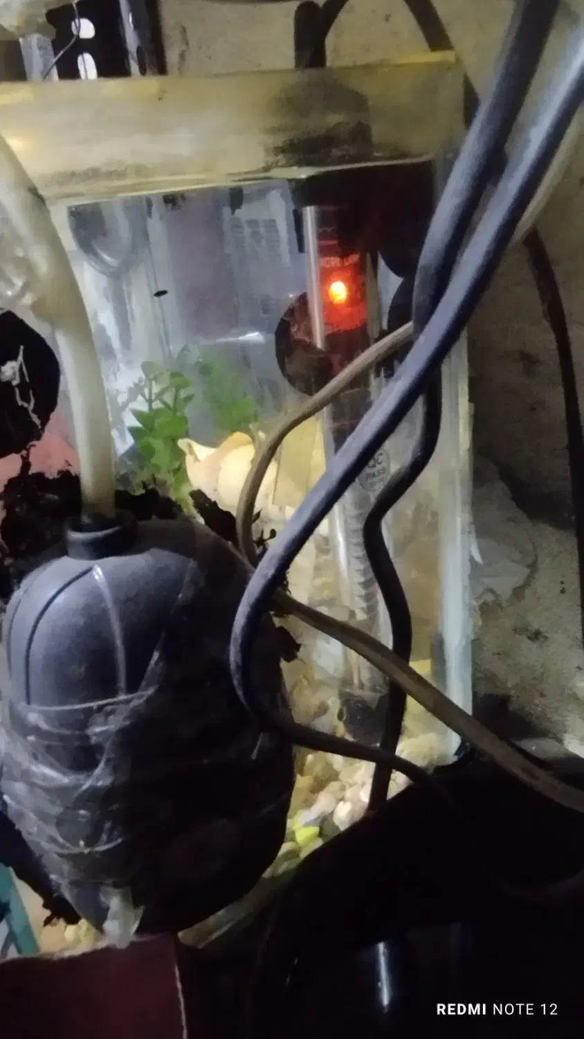 آکواریوم و ماهی گوپی|ماهی|زاهدان, |دیوار