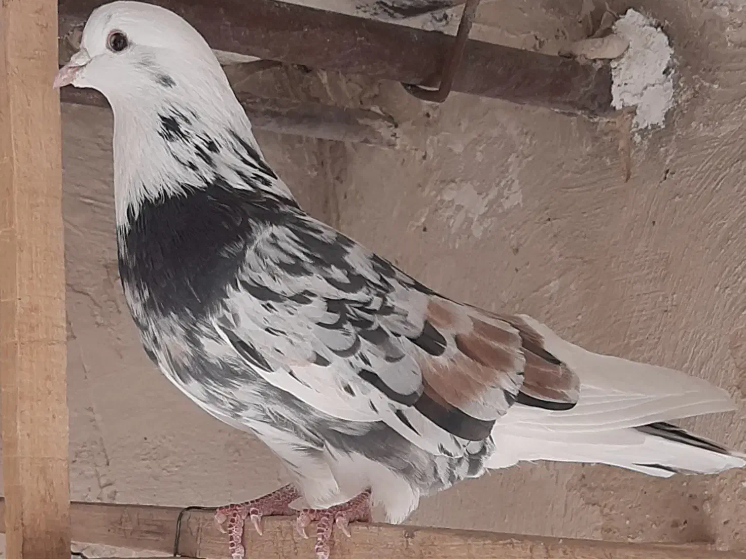 کبوترسرور|پرنده|تفرش, |دیوار