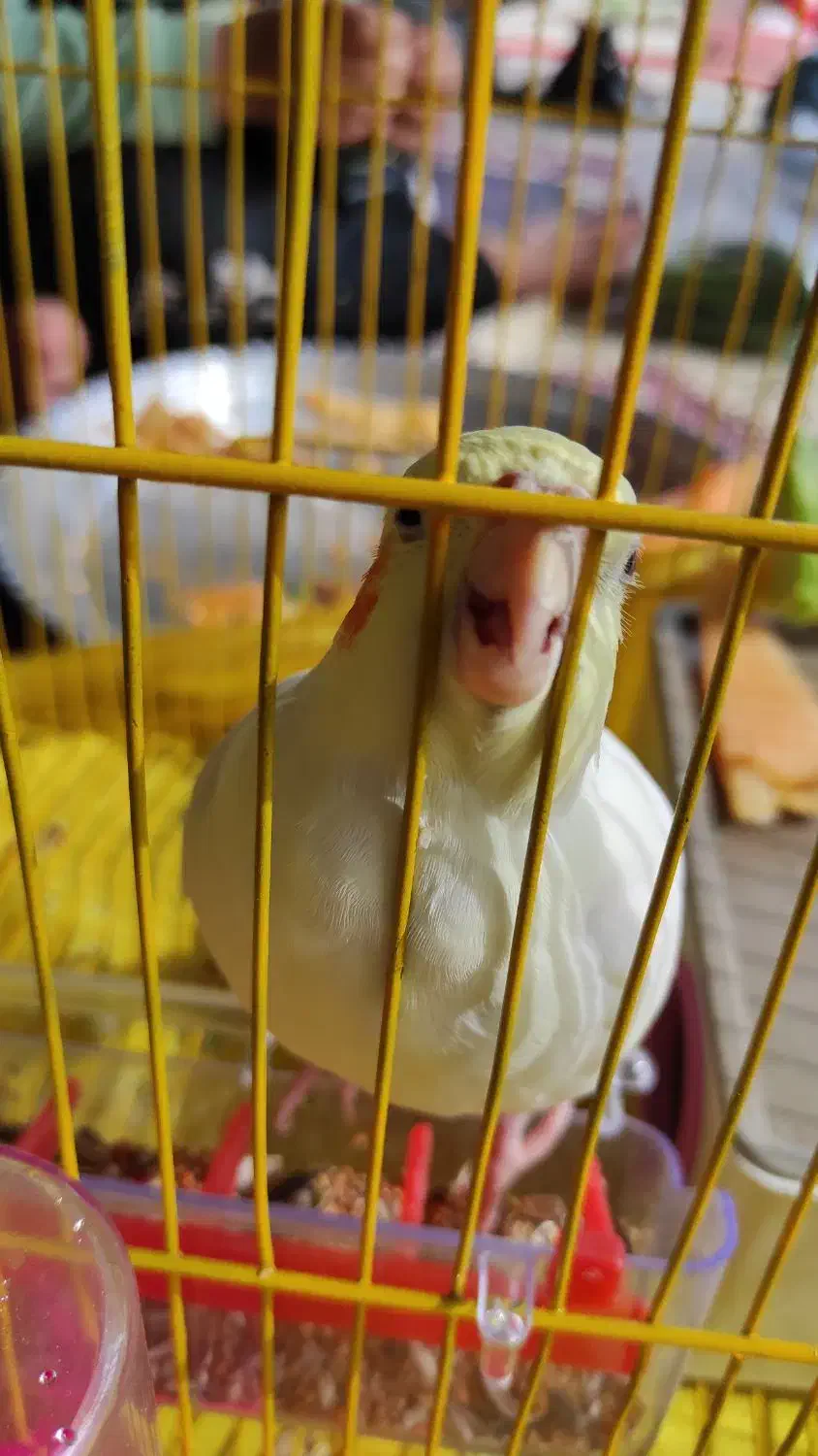 ۳عدد عروس هلندی بالغ ‌‌با سلامتی کامل  ‌|پرنده|عجب شیر, |دیوار