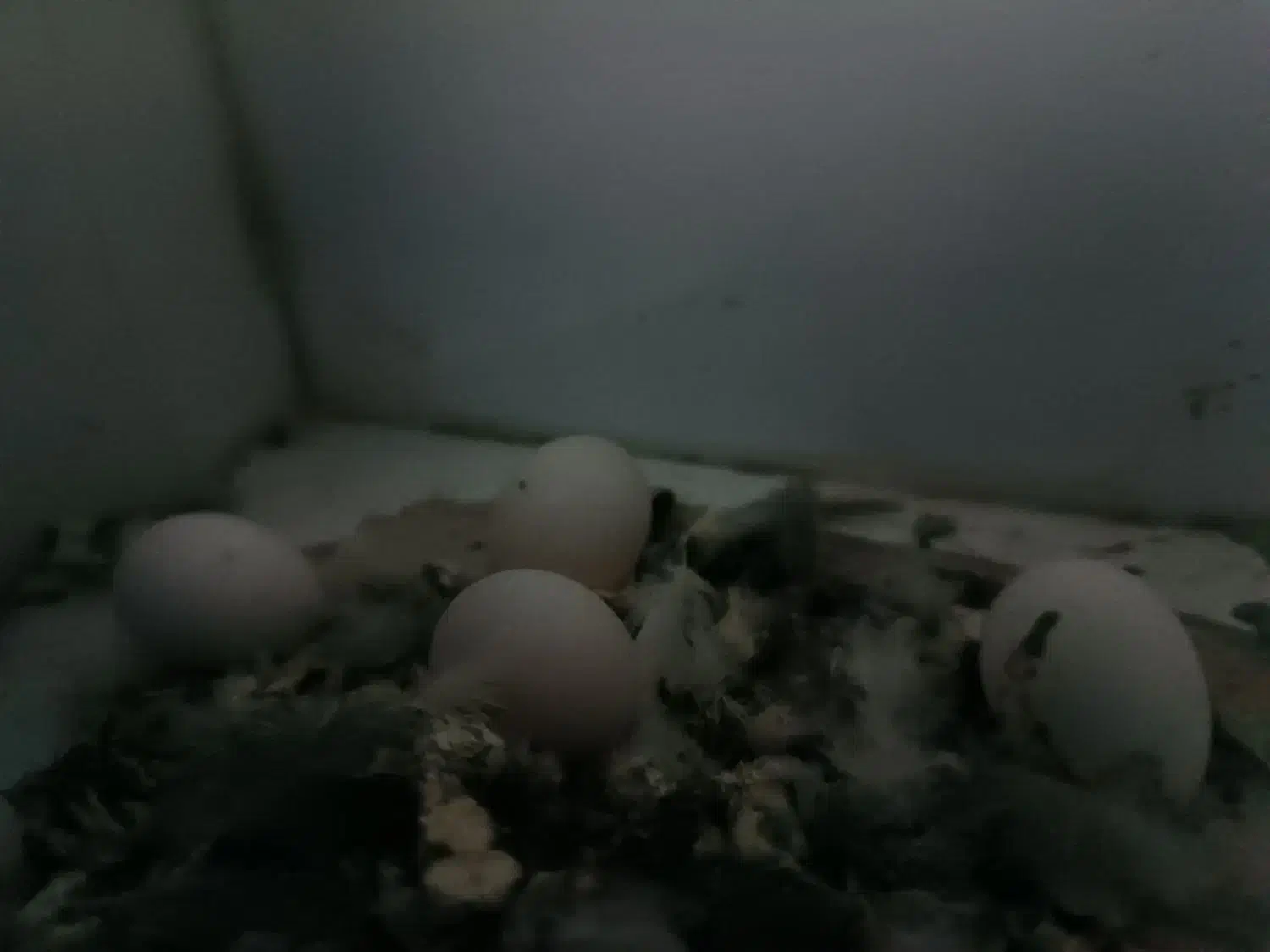 فروش پرنده عروس|پرنده|نقده, |دیوار