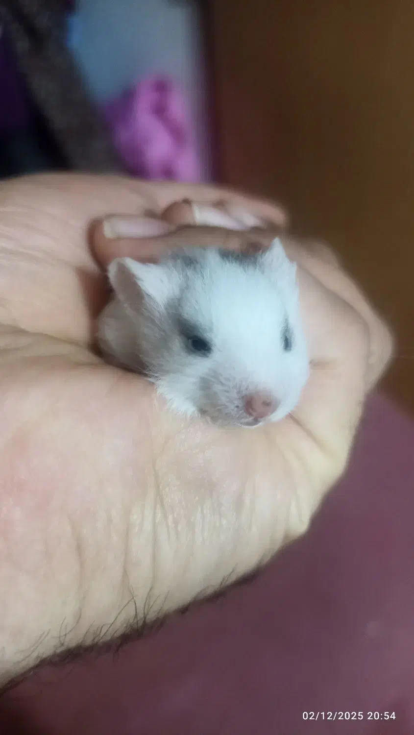 همستر خوب و جفت واقعی|موش و خرگوش|بیرجند, |دیوار