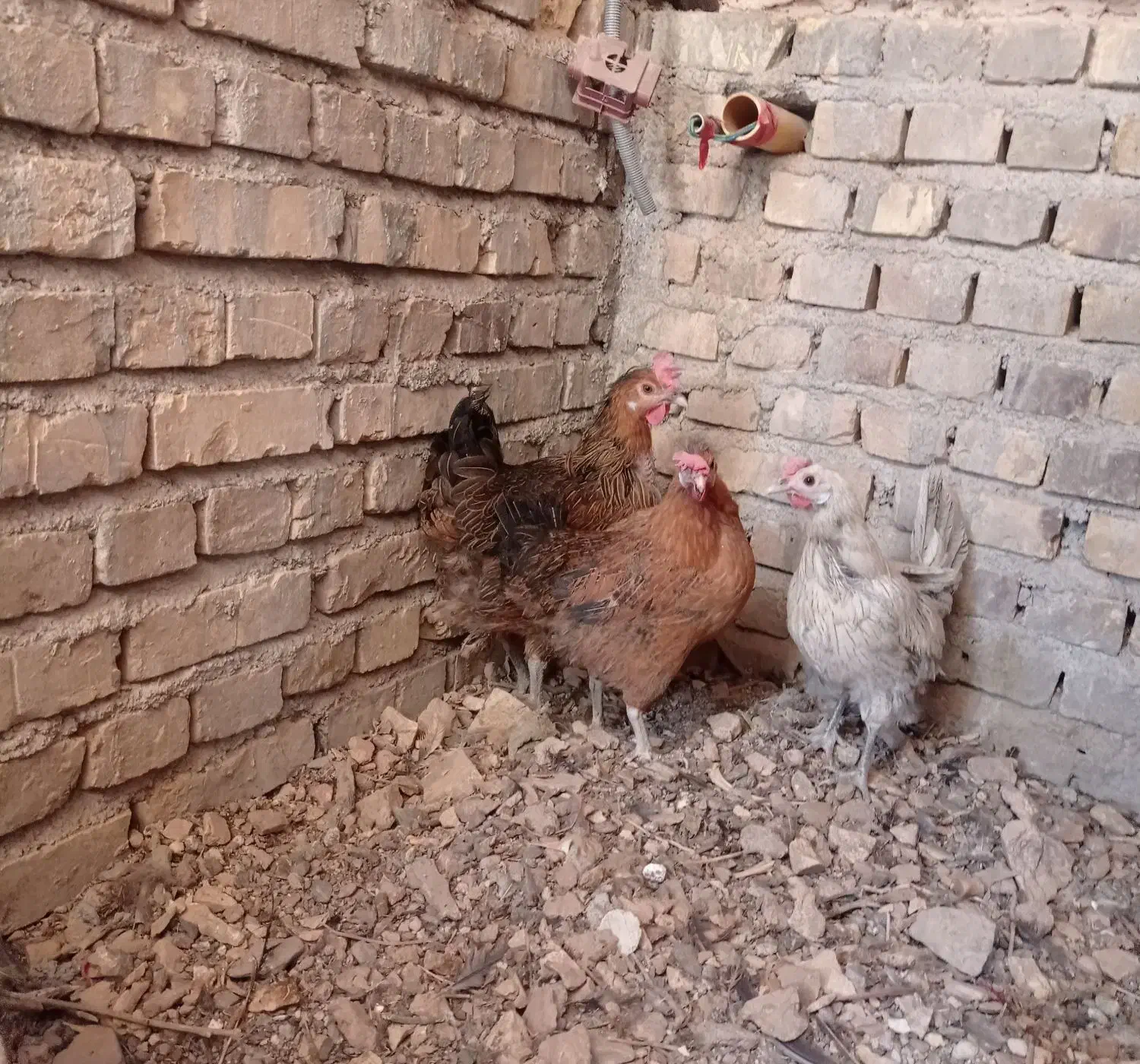 مرغ خانگی تخمگذار|حیوانات مزرعه|اردکان, |دیوار