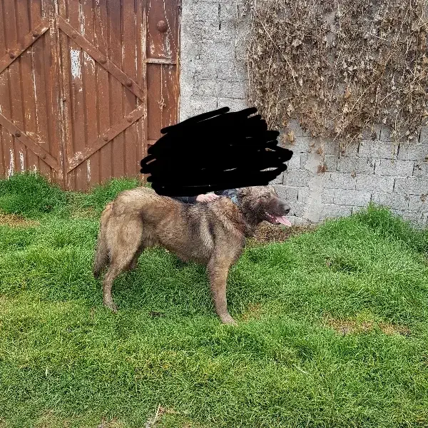 سگ نر پژدر|سگ|قائمشهر, |دیوار