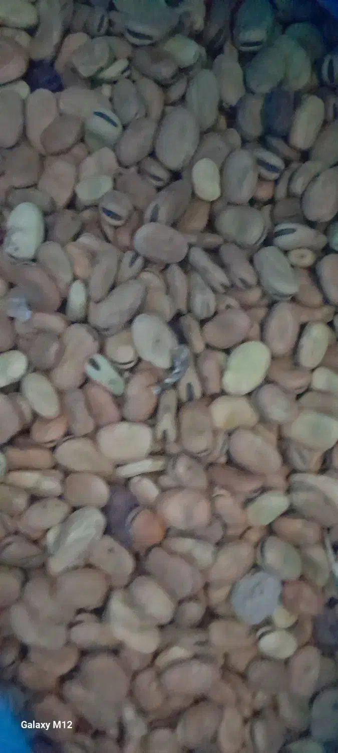 باقاله متوسط|گل و گیاه طبیعی|نورآباد ممسنی, |دیوار