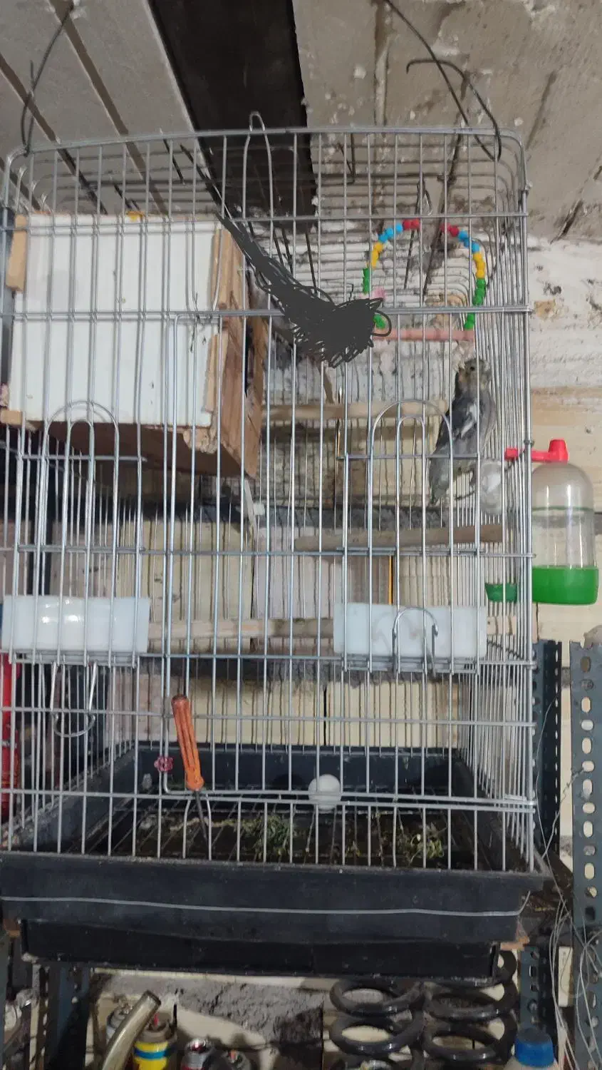 طوطی برزیلی عروس هلندی|پرنده|زنجان, |دیوار