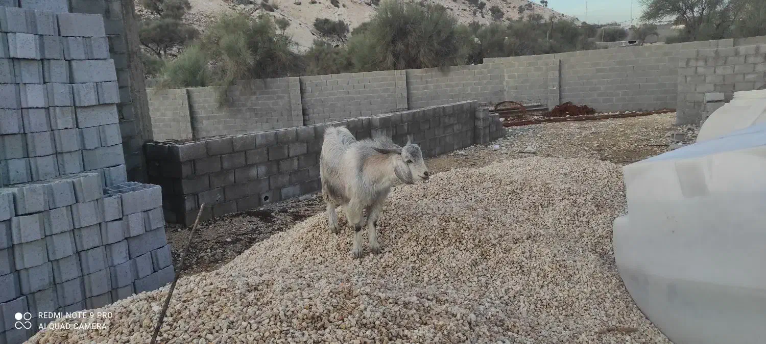یک عدد کهره|حیوانات مزرعه|بندر کنگان, |دیوار