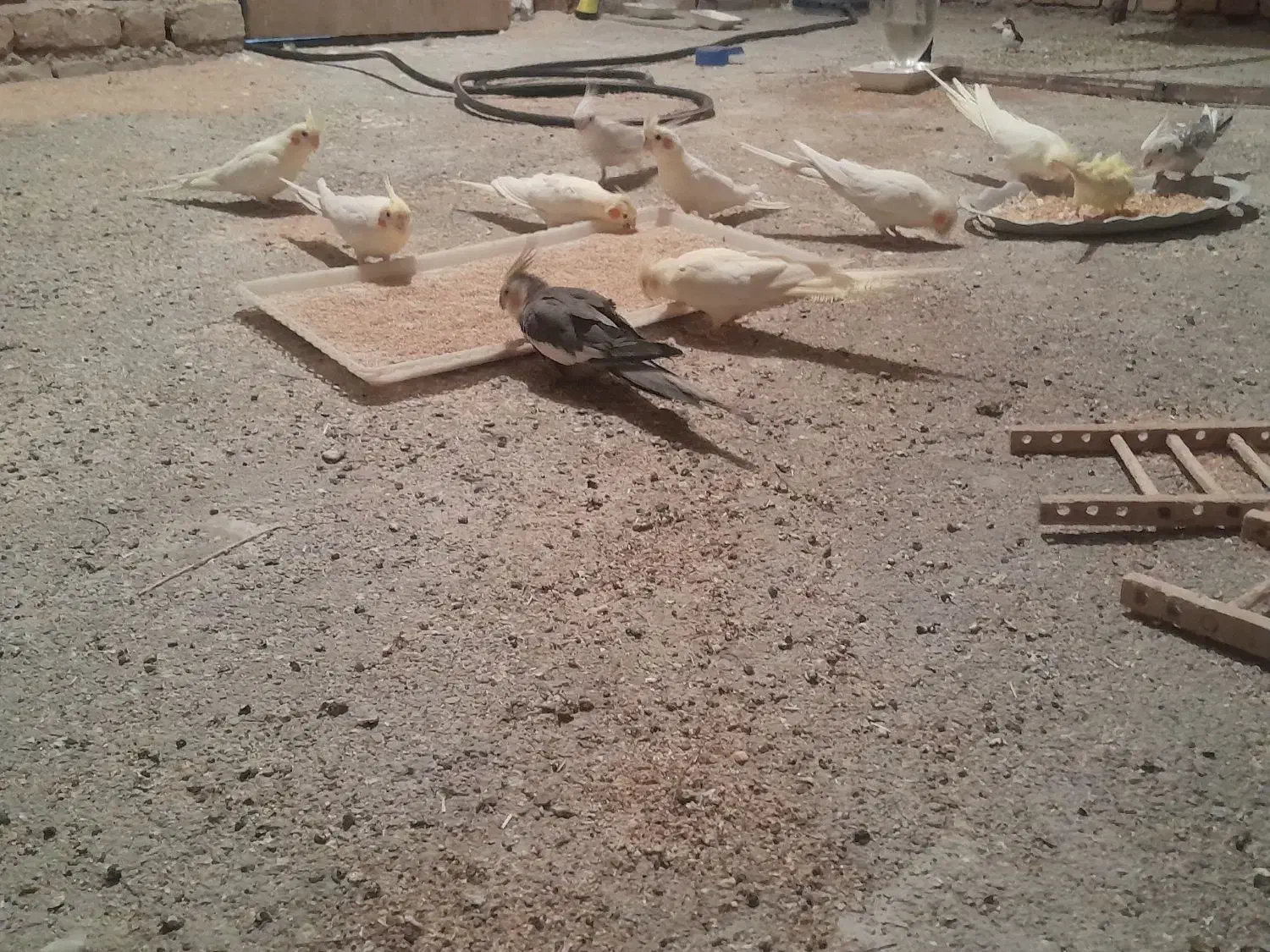 عروس هلندی|پرنده|زیرکوه, |دیوار