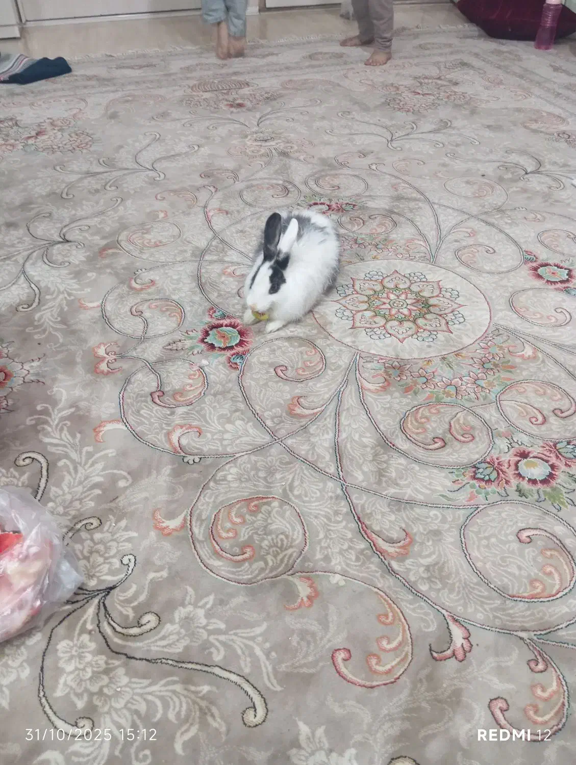 خرگوش|موش و خرگوش|مشهد, کوشش|دیوار