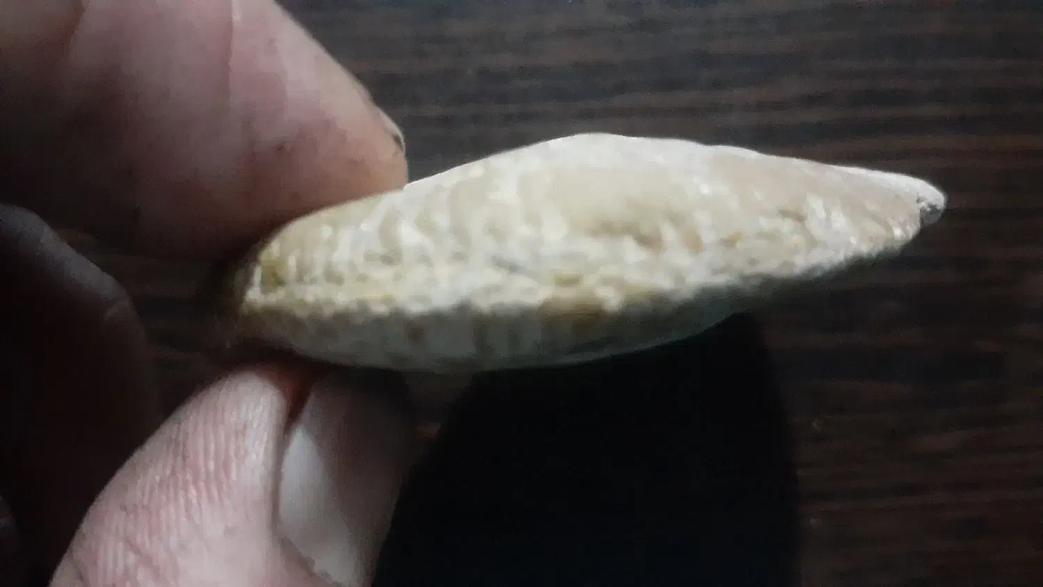 فسیل و سنگواره|کلکسیون و سرگرمی|فیروزکوه, |دیوار