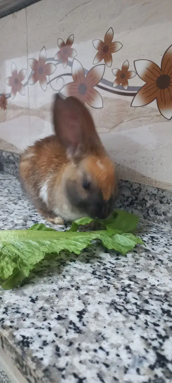 خرگوش سالم وسرحال|موش و خرگوش|پیرانشهر, |دیوار