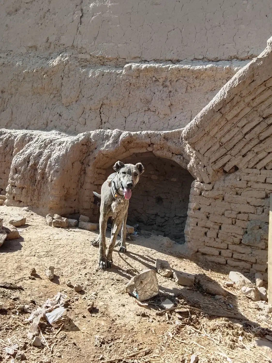 واگذاری سگ|سگ|تربتحیدریه, کلاته توکلی|دیوار