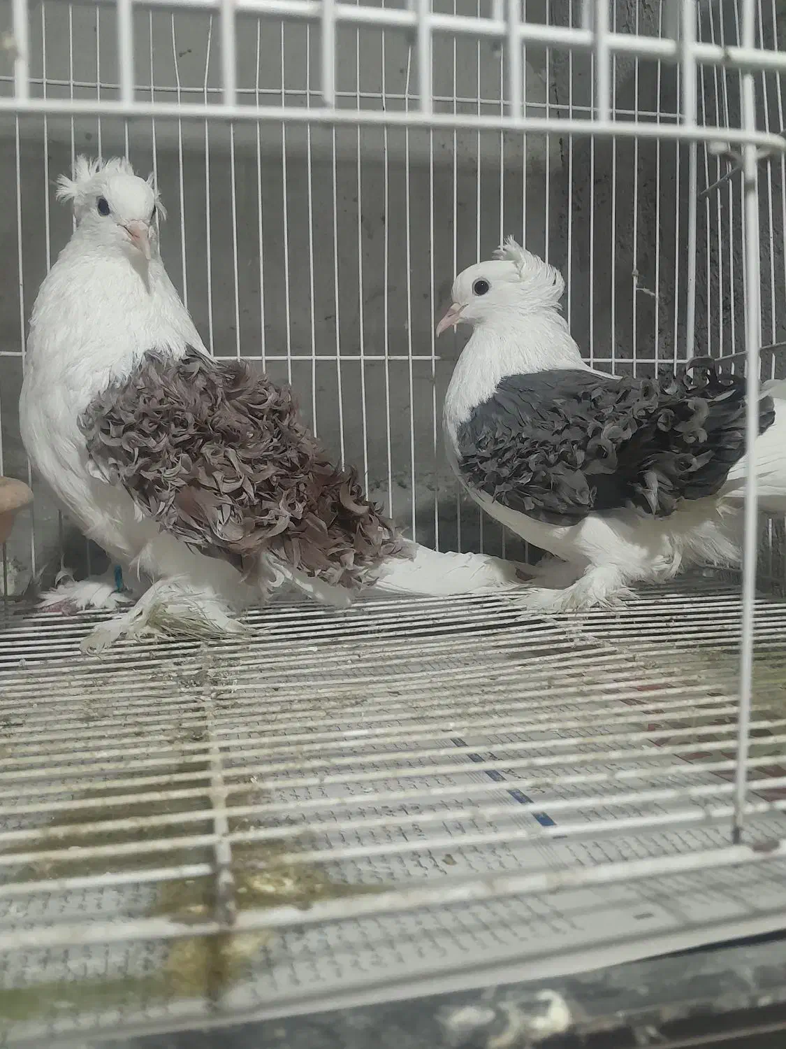 کبوتر ،،جکسون|پرنده|آمل, |دیوار